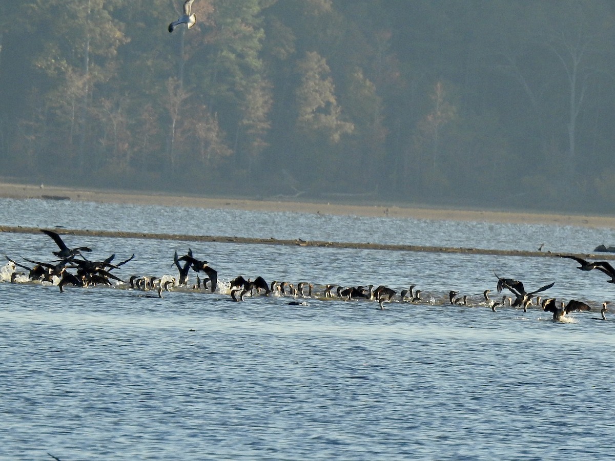 Double-crested Cormorant - ML610574711