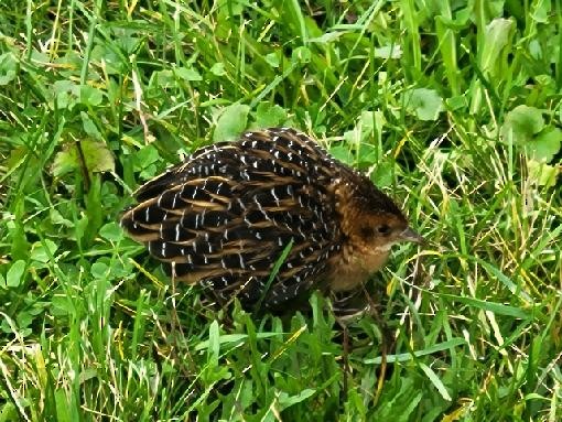 Yellow Rail (Northern) - Anonymous