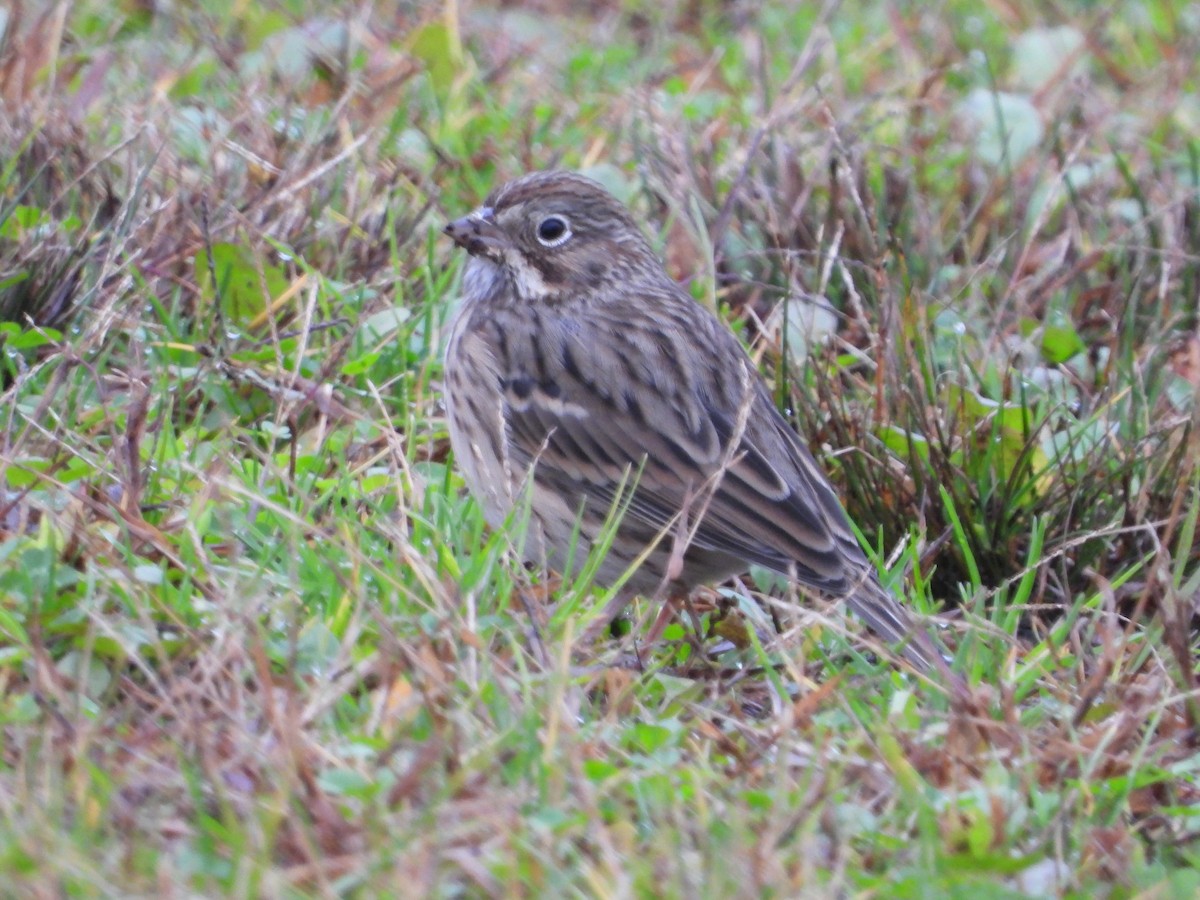 Vesper Sparrow - ML610574931