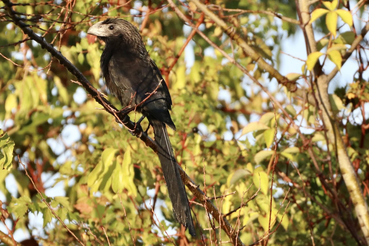 Groove-billed Ani - Cullen Brown