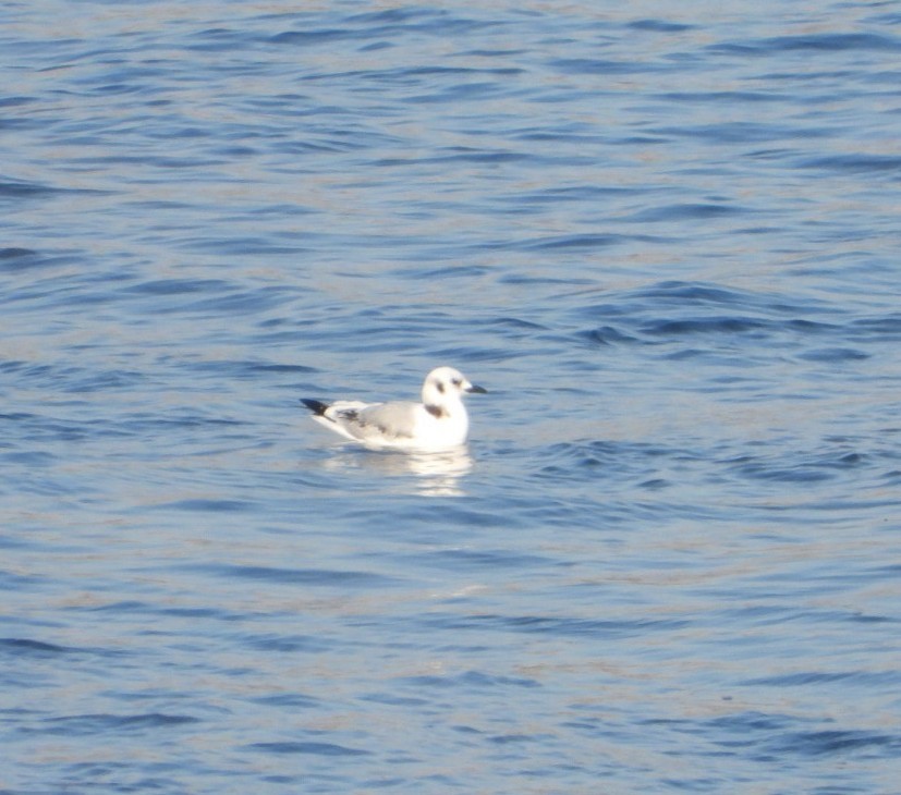 Mouette tridactyle - ML610575209