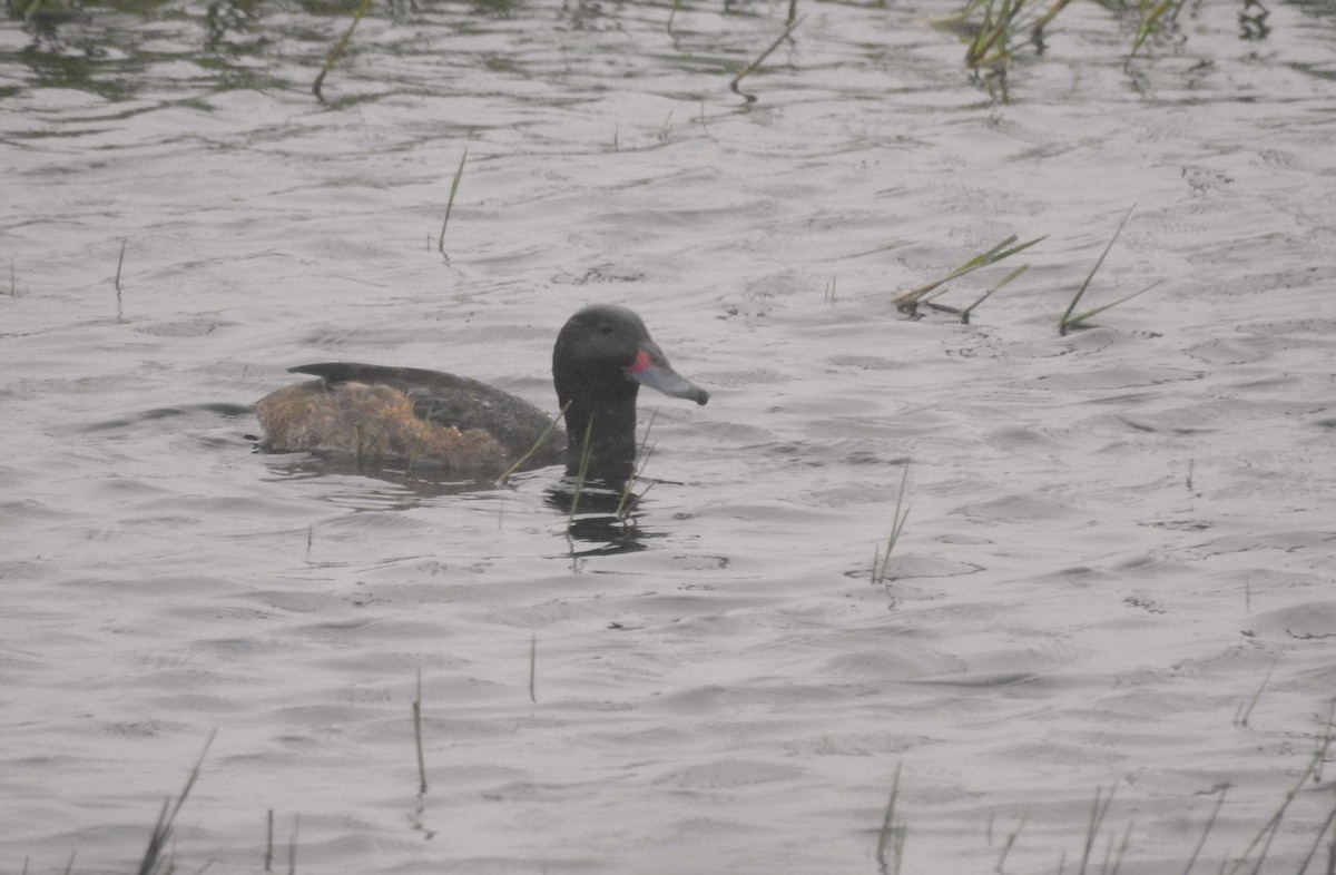 Black-headed Duck - ML610575232