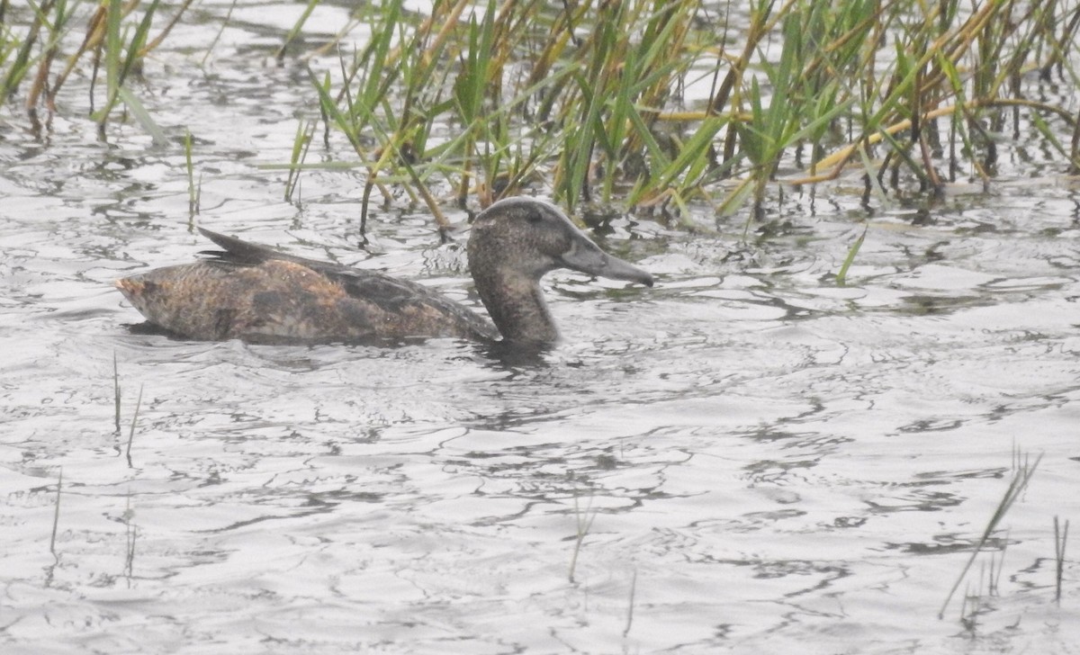 Black-headed Duck - ML610575233