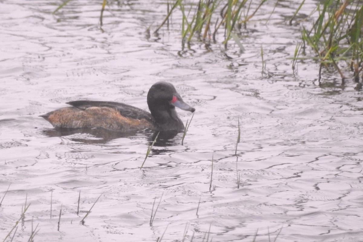 Black-headed Duck - ML610575234