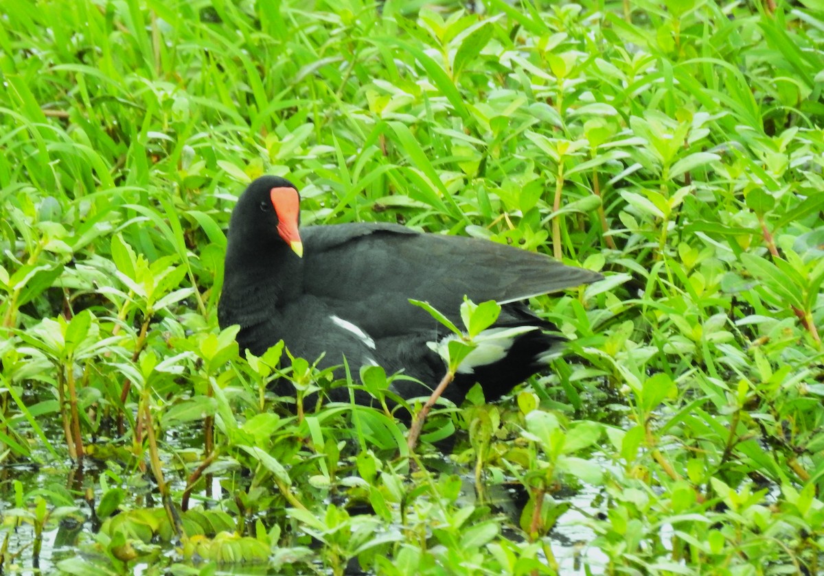 Common Gallinule - ML610575251