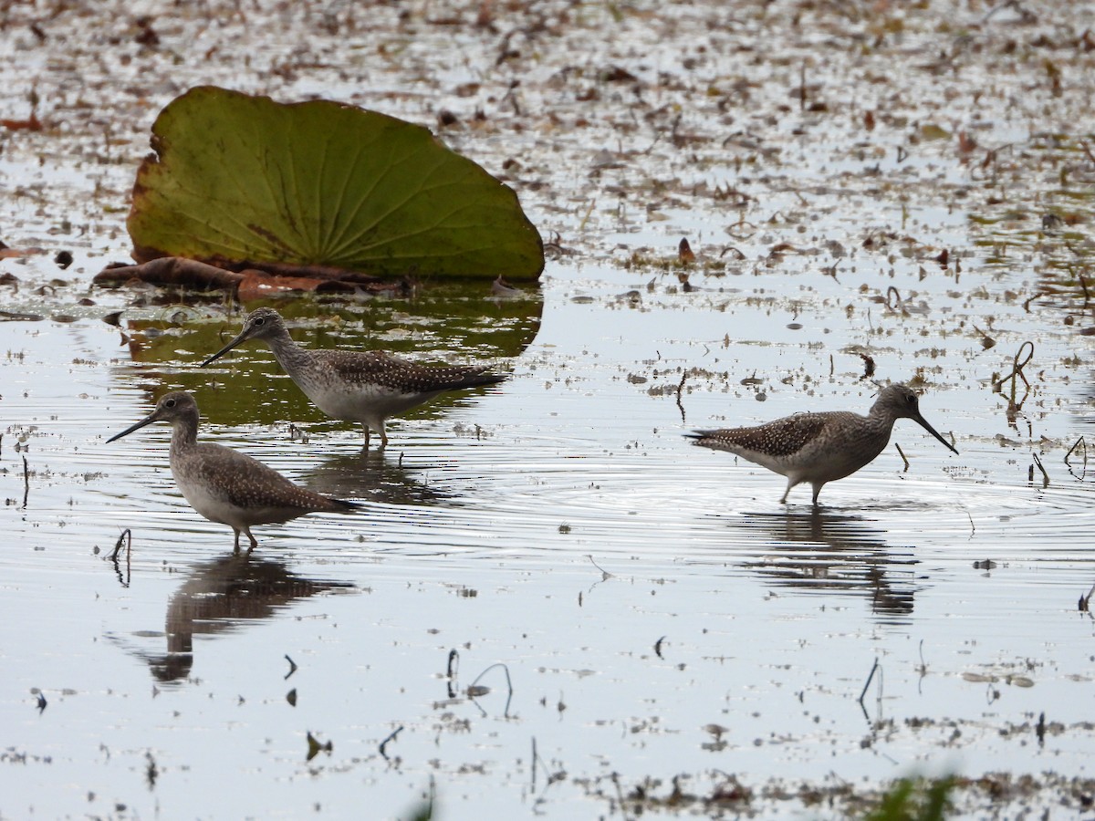 Greater Yellowlegs - ML610575302