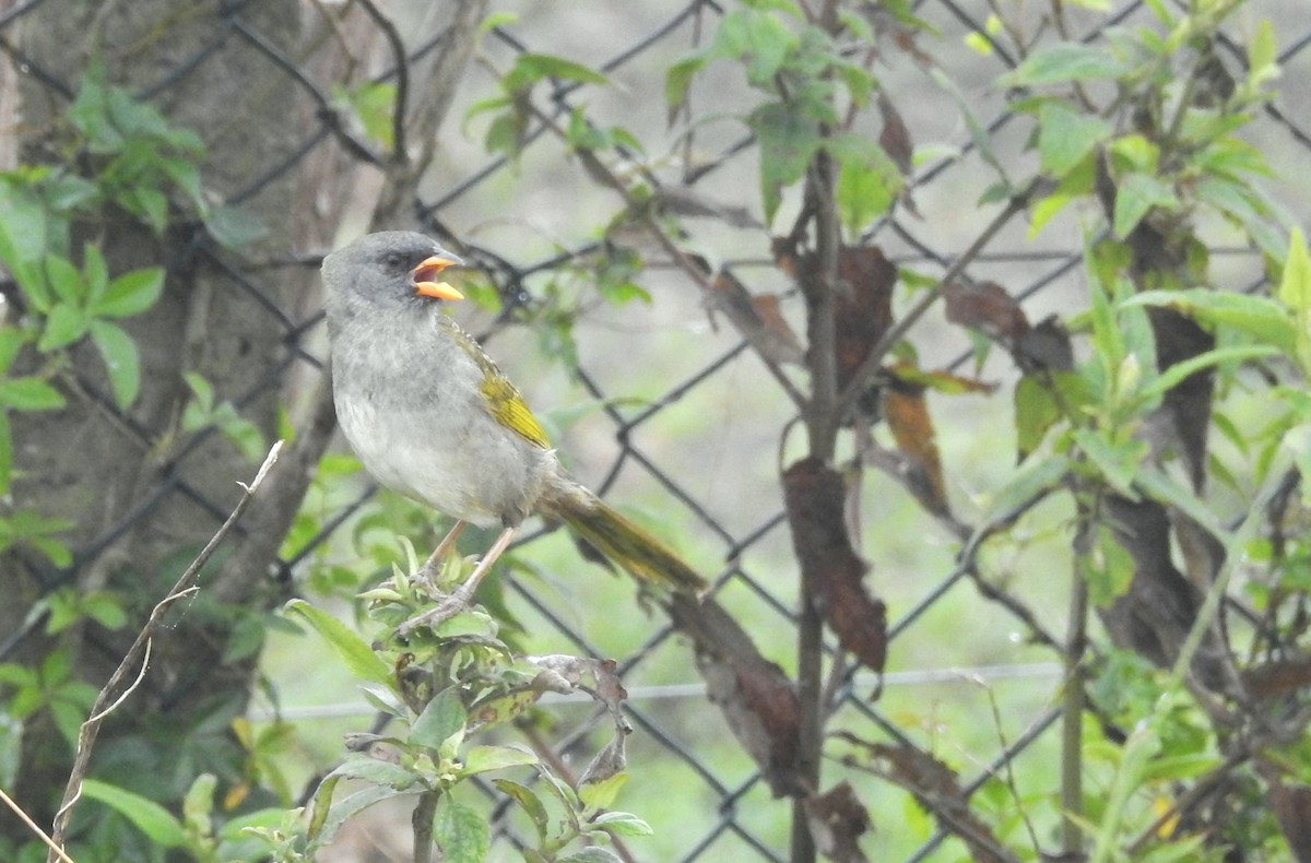 Great Pampa-Finch - ML610575358