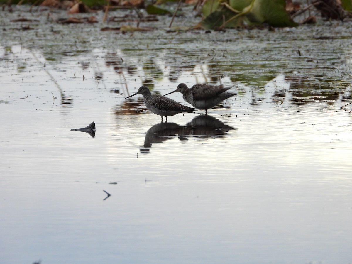 Greater Yellowlegs - ML610575375