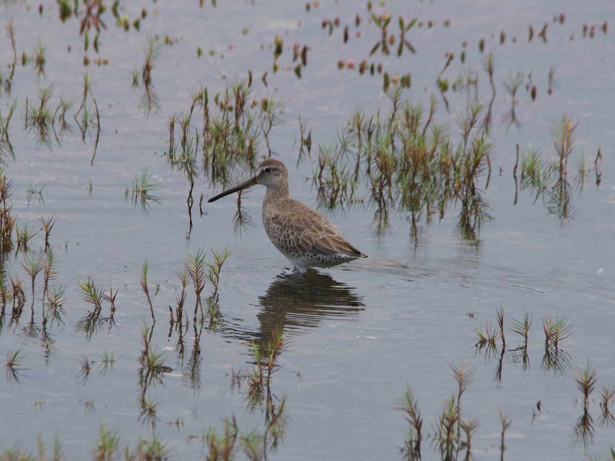 短嘴半蹼鷸(griseus) - ML610575469