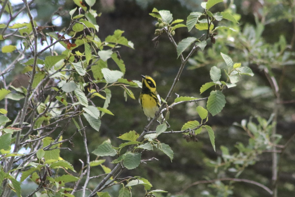 Townsend's Warbler - ML610575491