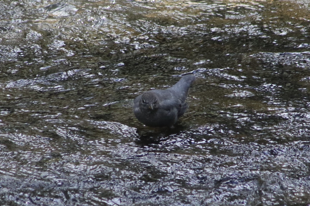 American Dipper (Northern) - ML610575522