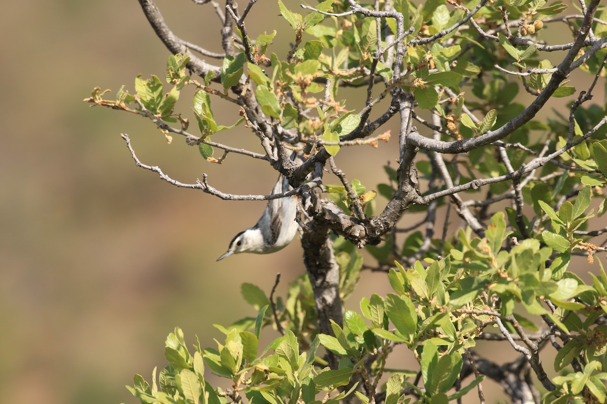 White-breasted Nuthatch - ML610575655