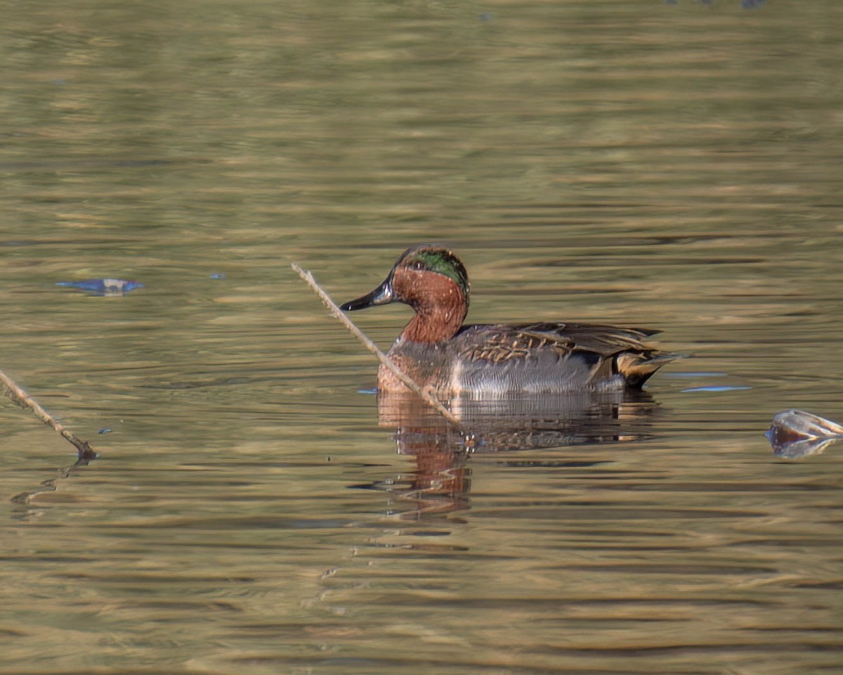 Green-winged Teal - ML610575666