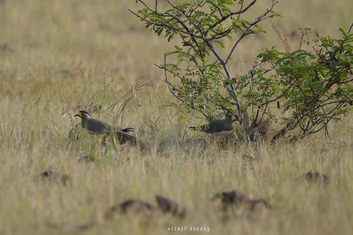 Yellow-wattled Lapwing - ML610575765