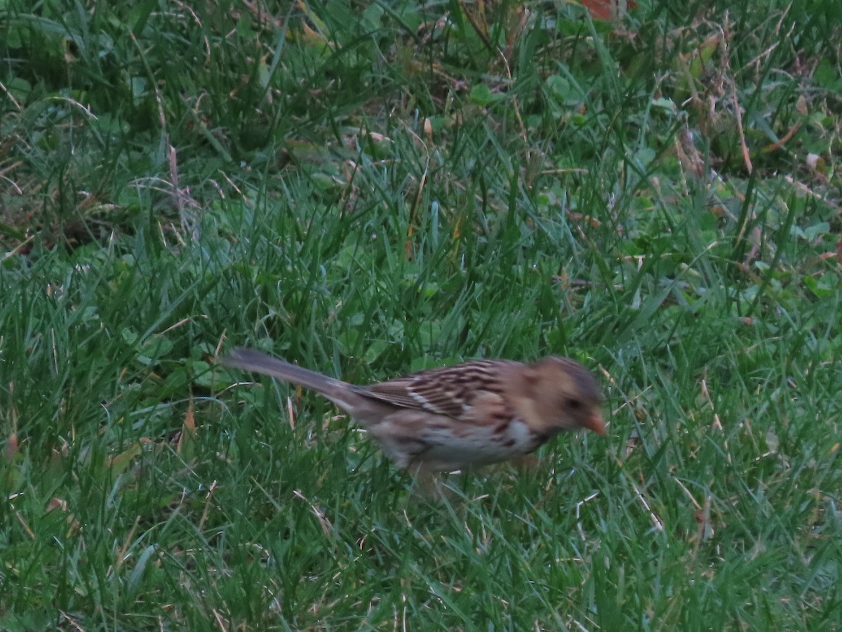 Harris's Sparrow - ML610575769