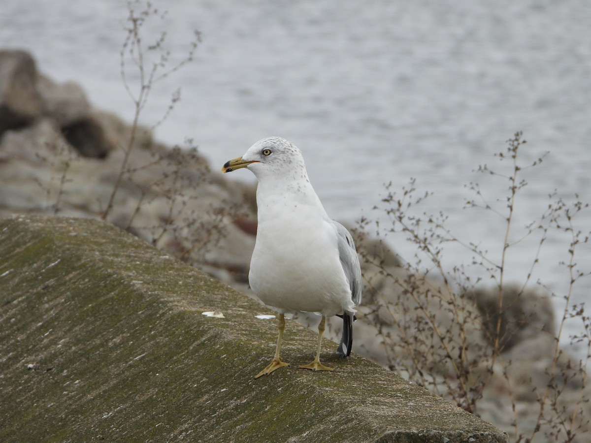 Gaviota de Delaware - ML610575774