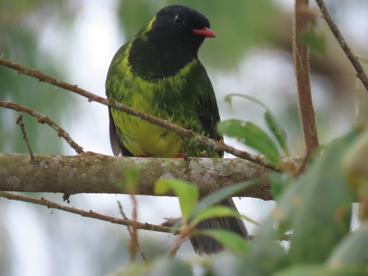 Green-and-black Fruiteater - ML610575794