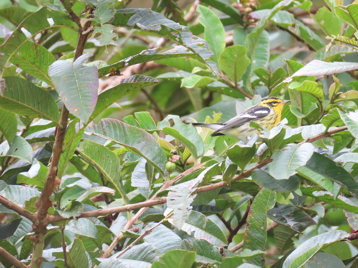 Blackburnian Warbler - ML610575848