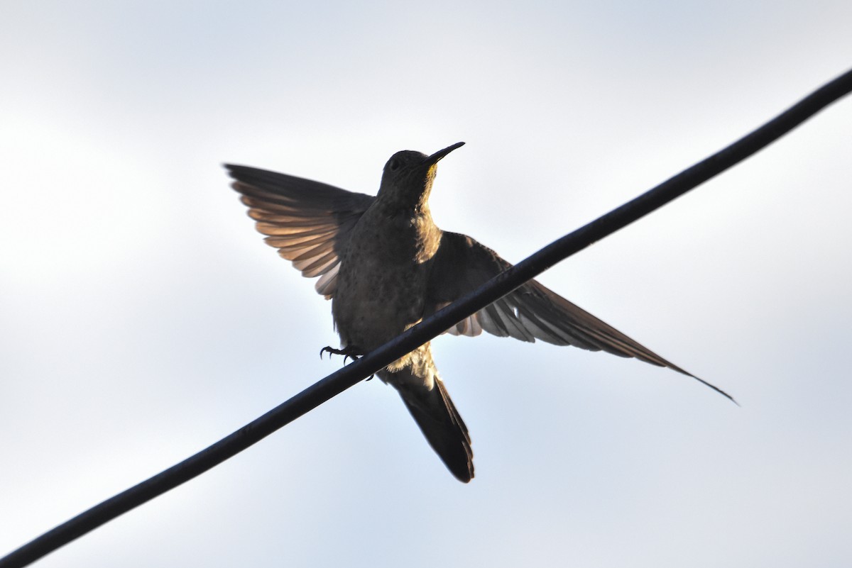 Giant Hummingbird - ML610575907