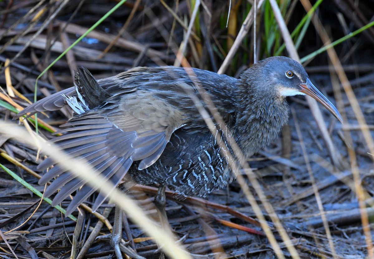 Clapper Rail (Atlantic Coast) - ML610576063