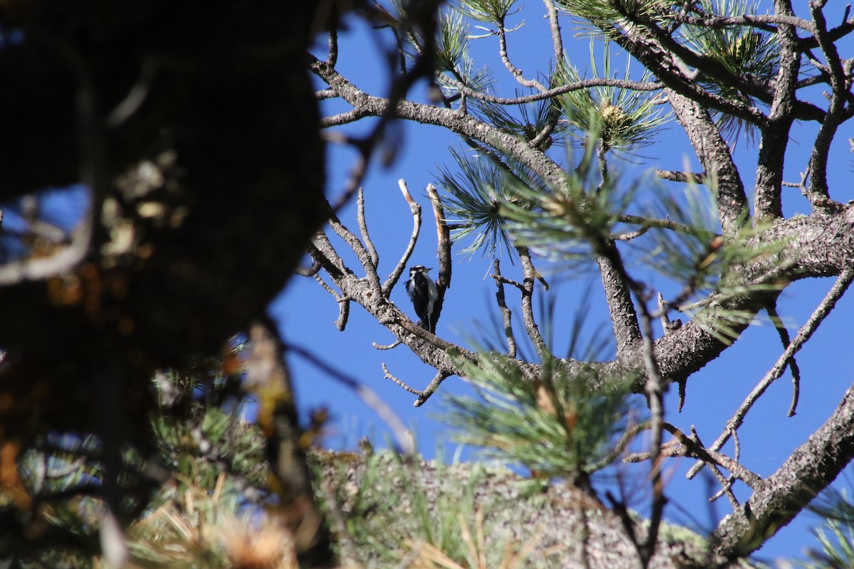 Downy Woodpecker (Rocky Mts.) - ML610576064