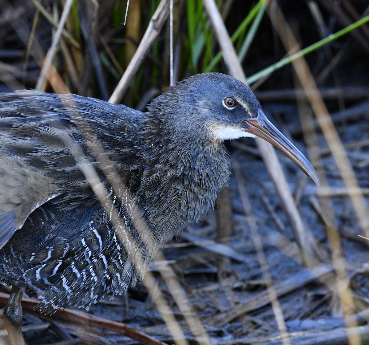 Clapper Rail (Atlantic Coast) - Greg Hudson