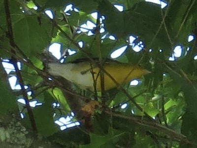 Prothonotary Warbler - ML610576182