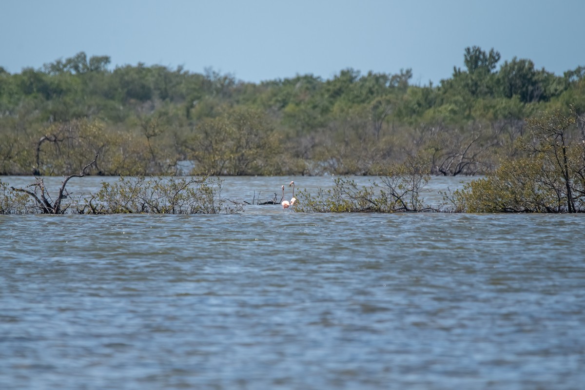 American Flamingo - Lorraine Morecraft