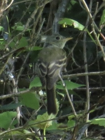 Acadian Flycatcher - ML610576285