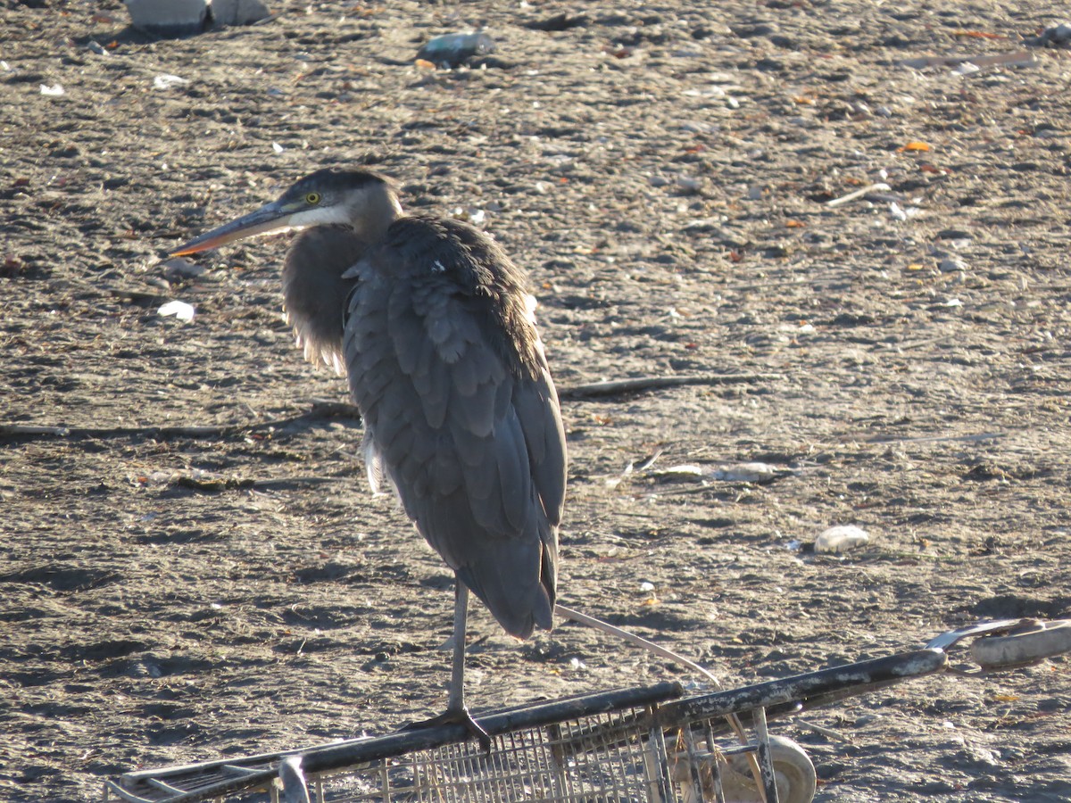 Great Blue Heron (Great Blue) - F Alvarez