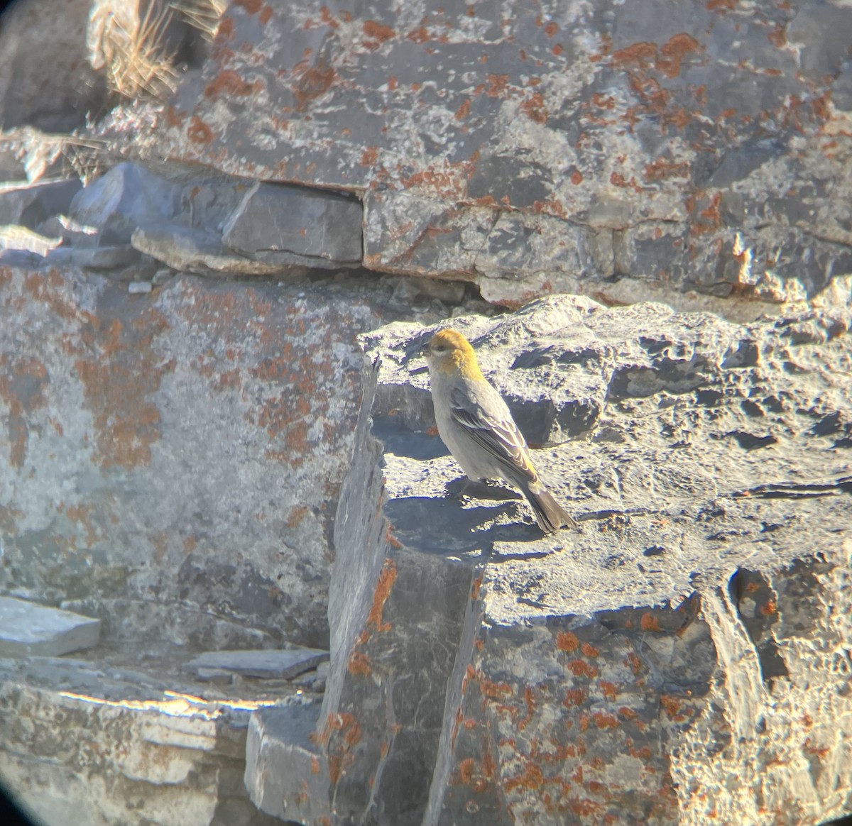 Pine Grosbeak - ML610576329