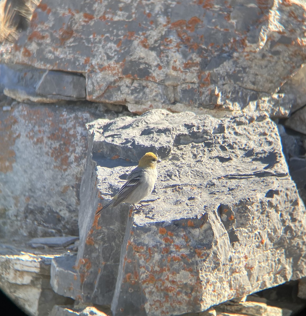 Pine Grosbeak - ML610576330