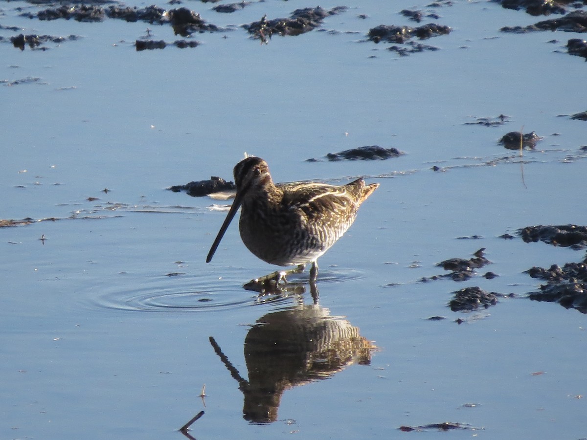 Wilson's Snipe - ML610576382