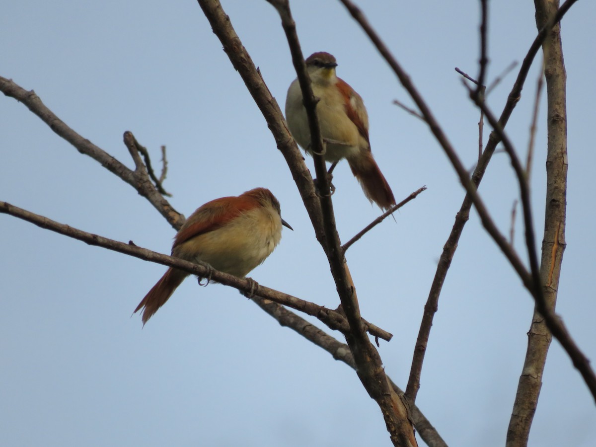 Yellow-chinned Spinetail - ML610576414