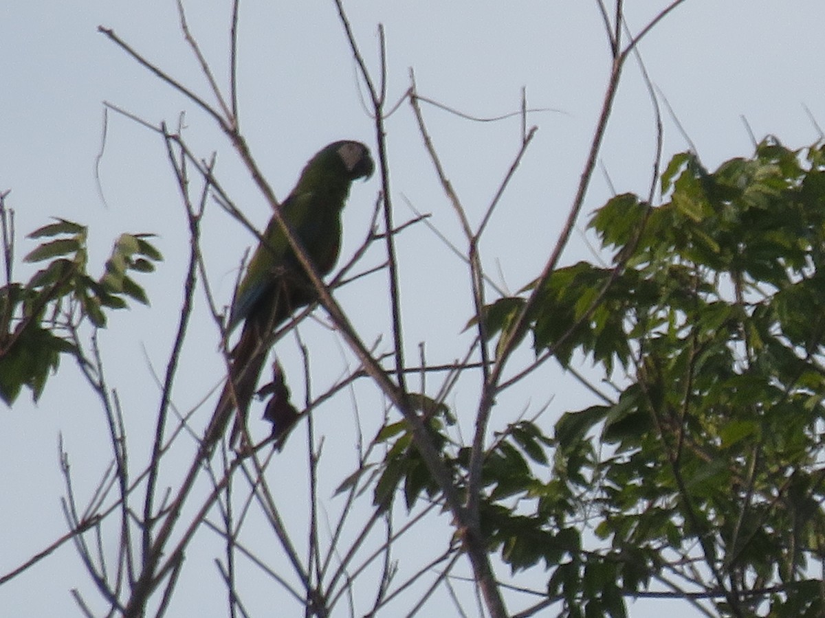 Chestnut-fronted Macaw - ML610576466