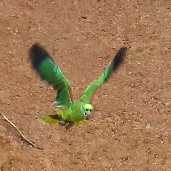 Yellow-crowned Parrot - Ryan Candee