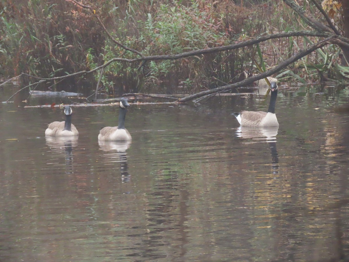 Канад галуу - ML610576557