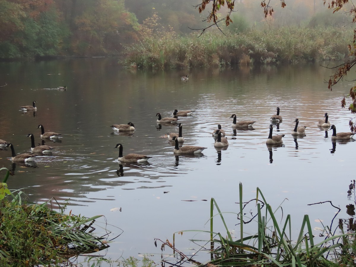 Канад галуу - ML610576558