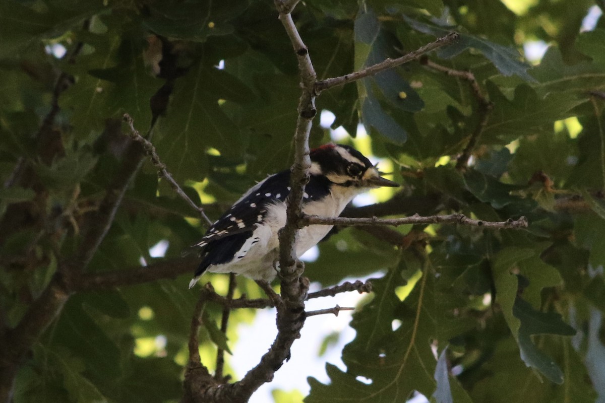 Downy Woodpecker (Rocky Mts.) - ML610576569