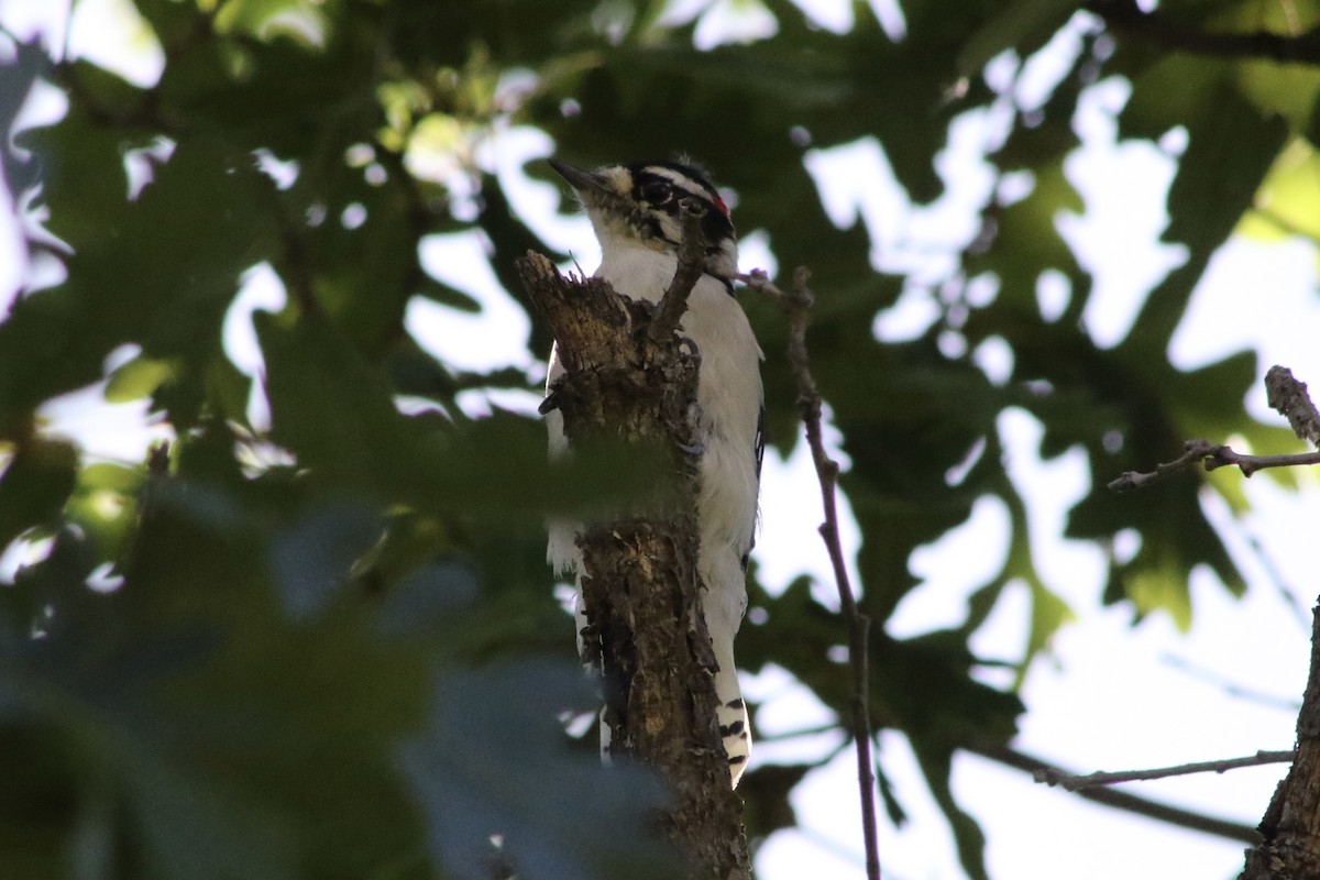 Downy Woodpecker (Rocky Mts.) - ML610576570