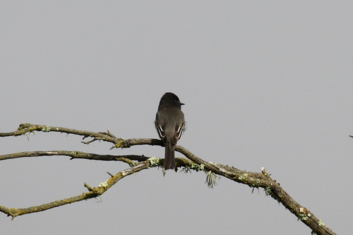 Black Phoebe - ML610576589