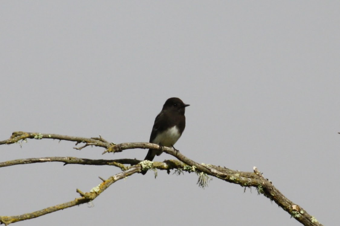 Black Phoebe - ML610576590