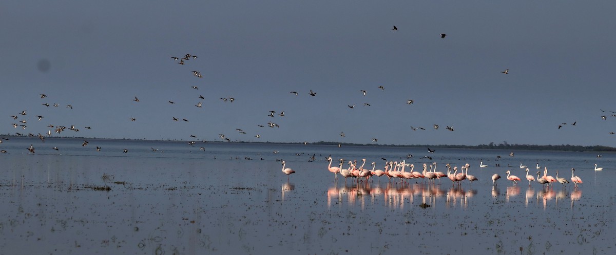 Chilean Flamingo - ML610576619