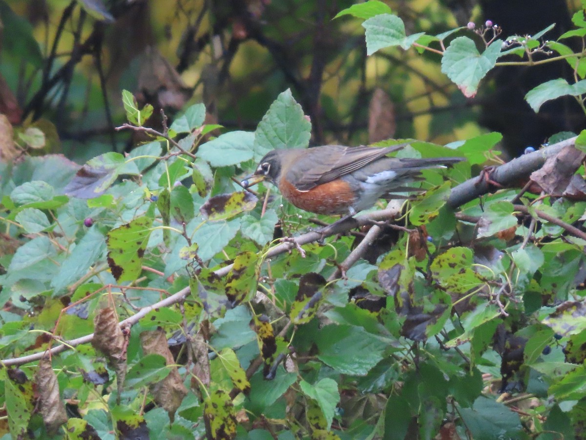 American Robin - ML610576660