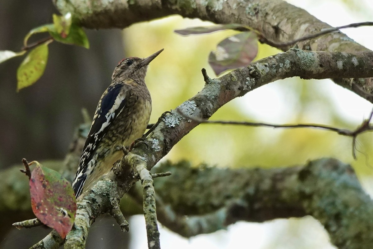 Yellow-bellied Sapsucker - ML610576676