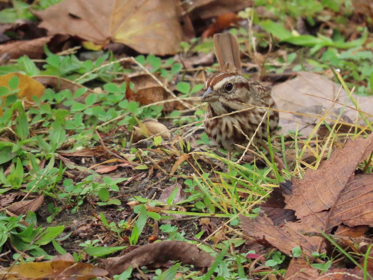 Song Sparrow - ML610576678