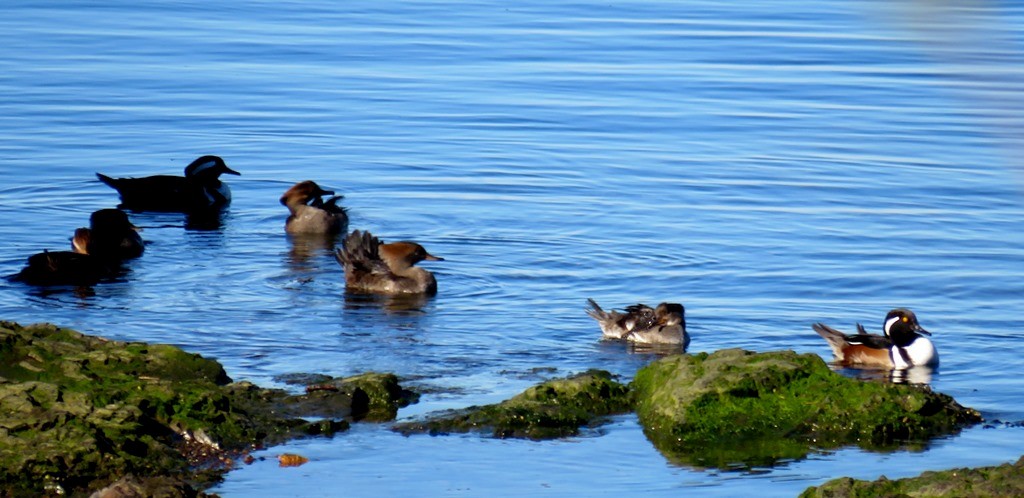 Hooded Merganser - Harry Fuller