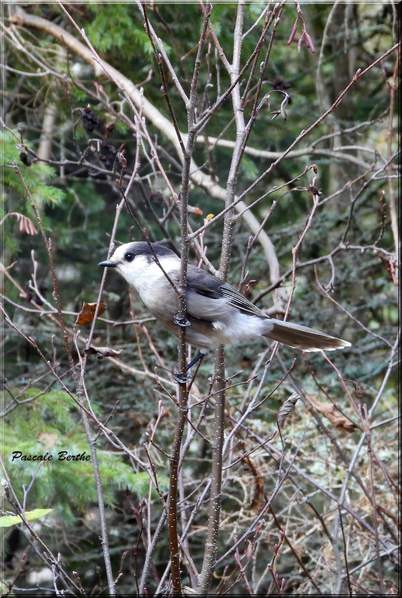 Canada Jay - ML610576755