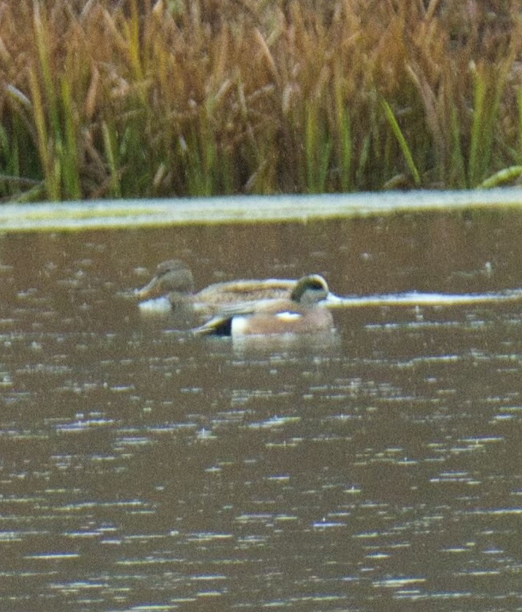 American Wigeon - ML610576765