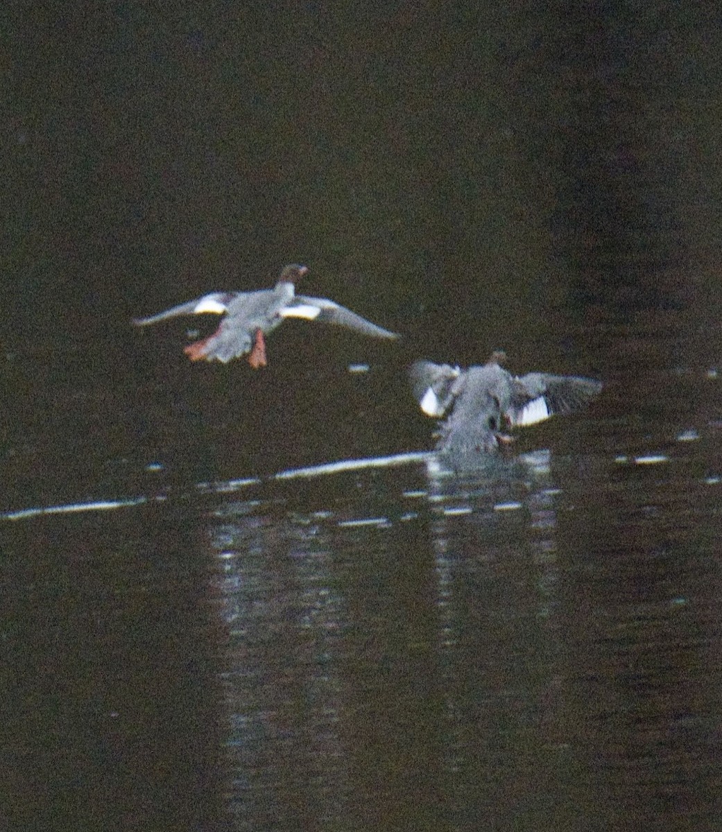 Common Merganser - ML610576810